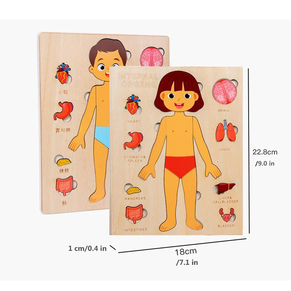 Human Body Puzzle for Kids