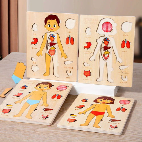 Human body puzzle for kids designed for Montessori learning, autism support, ADHD focus, sensory learning, fine motor development, and educational screen-free play