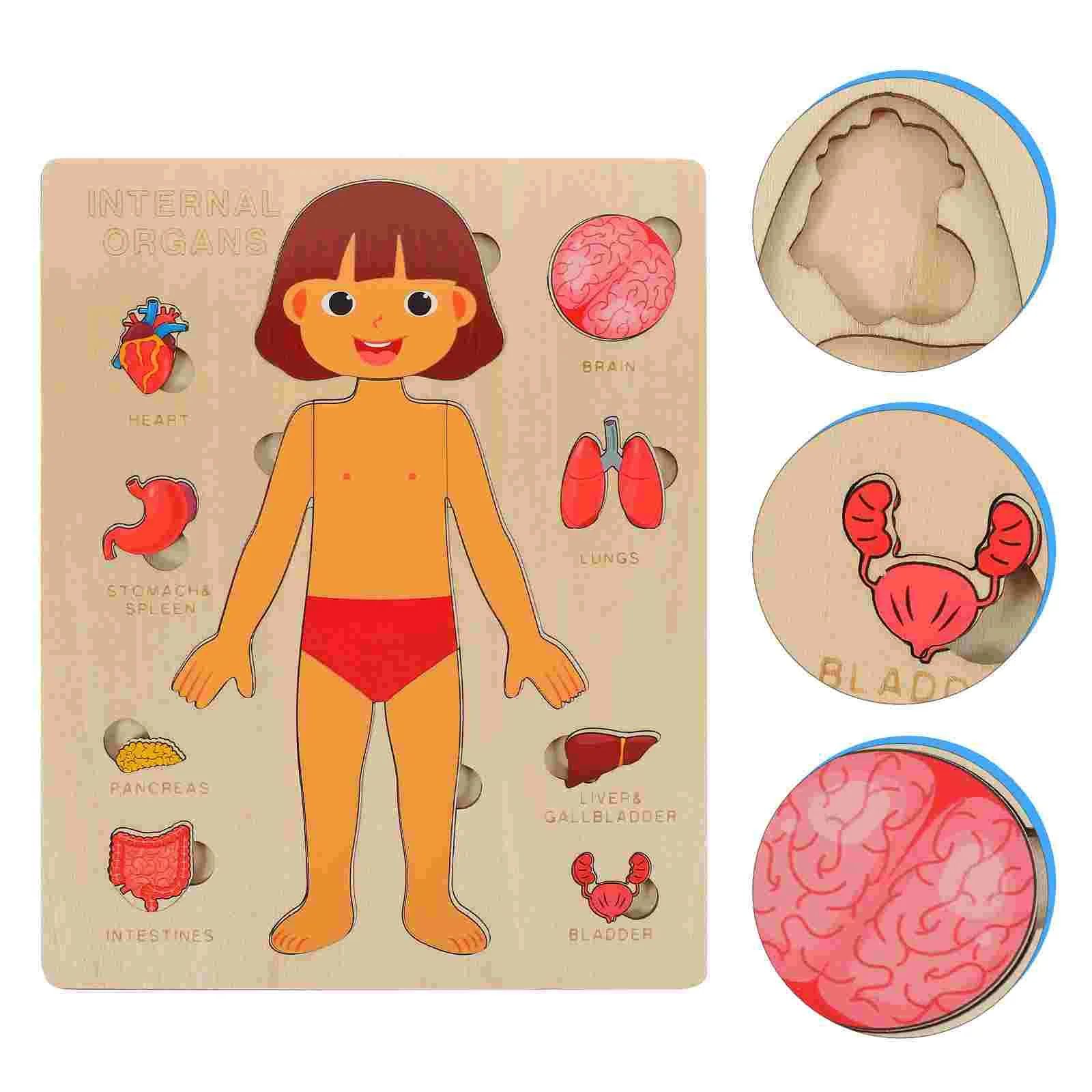 Human Body Puzzle for Kids