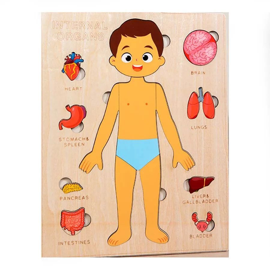 Human Body Puzzle for Kids