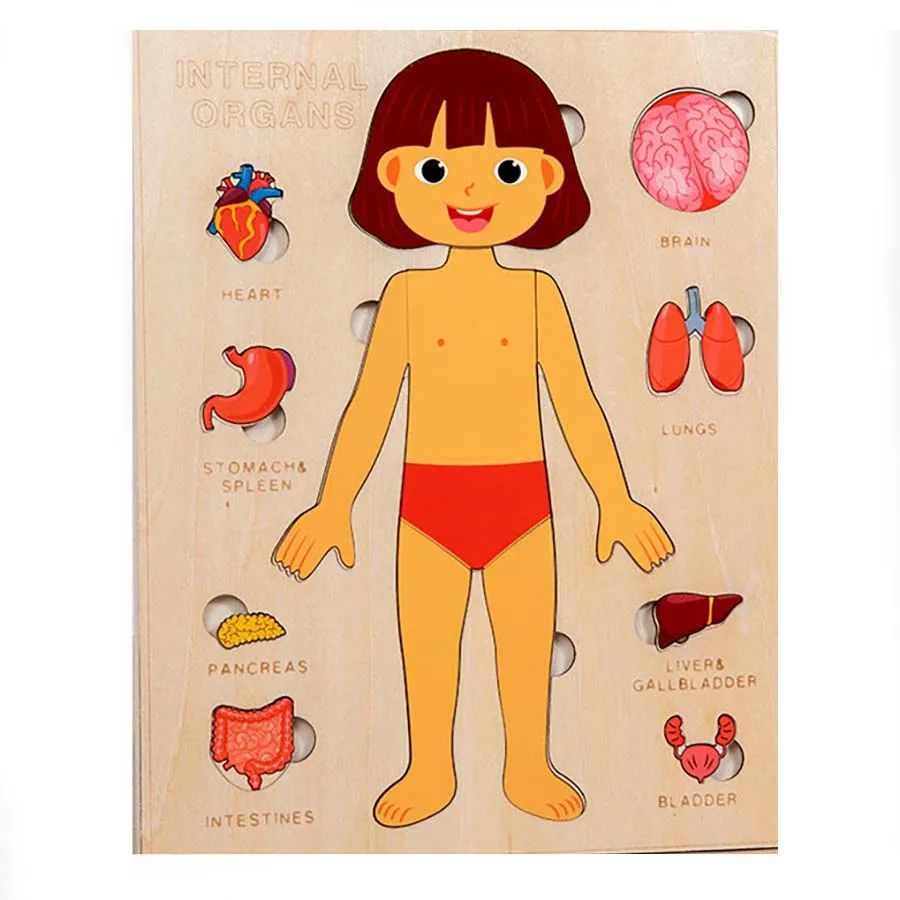 Human Body Puzzle for Kids
