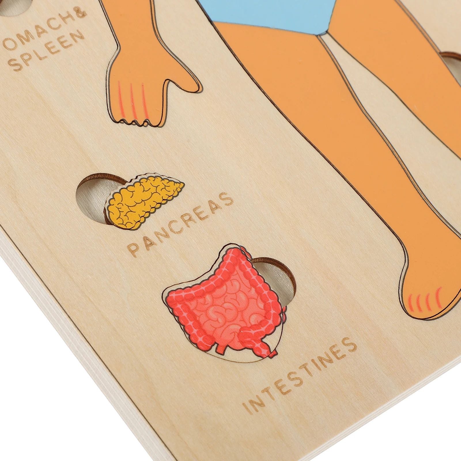 Human Body Puzzle for Kids