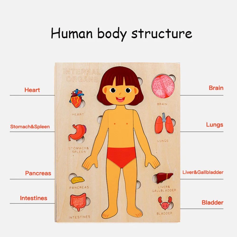 Human Body Puzzle for Kids