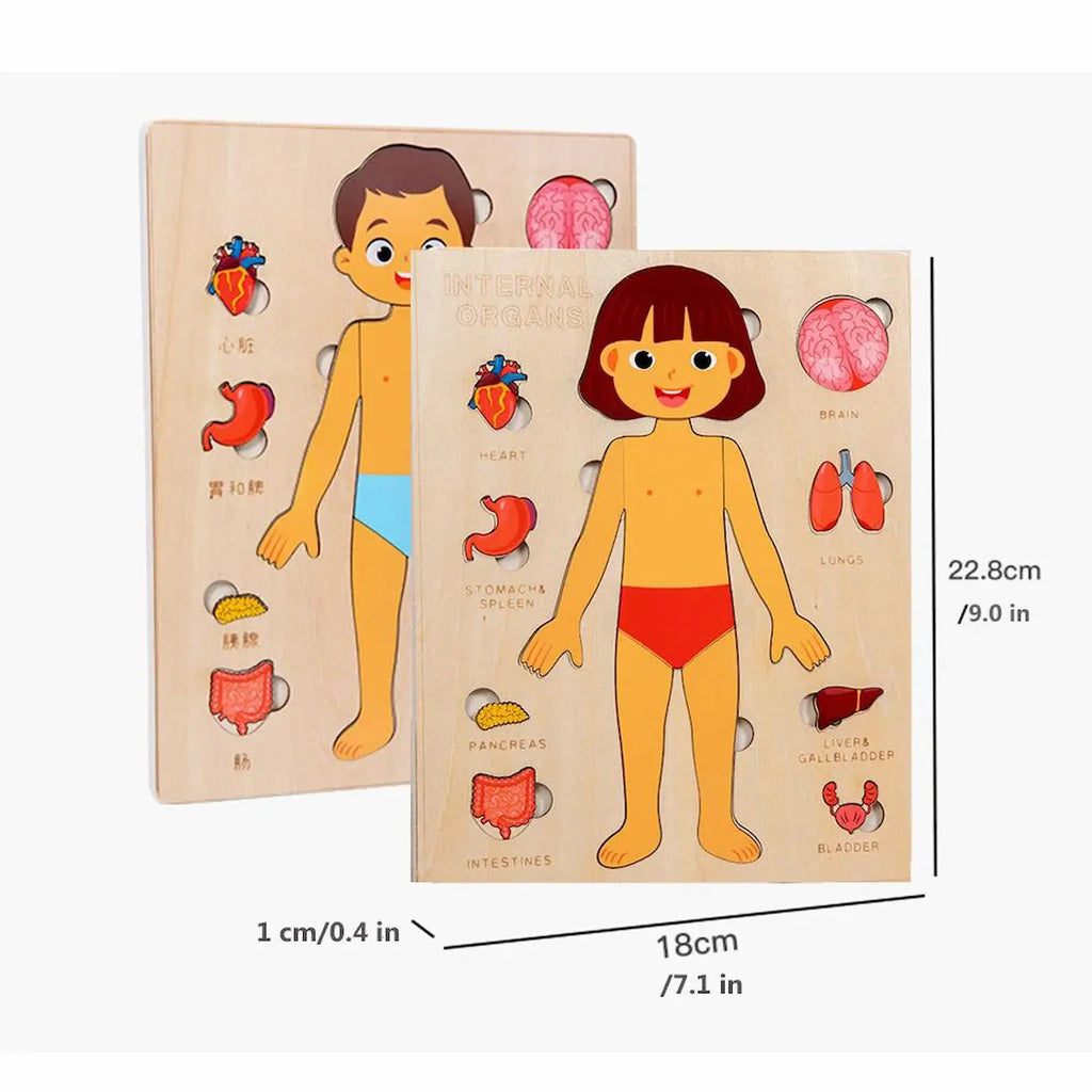 Wooden anatomy models of a boy and a girl with labeled body parts