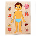 Wooden puzzle of a boy with labeled internal organs 